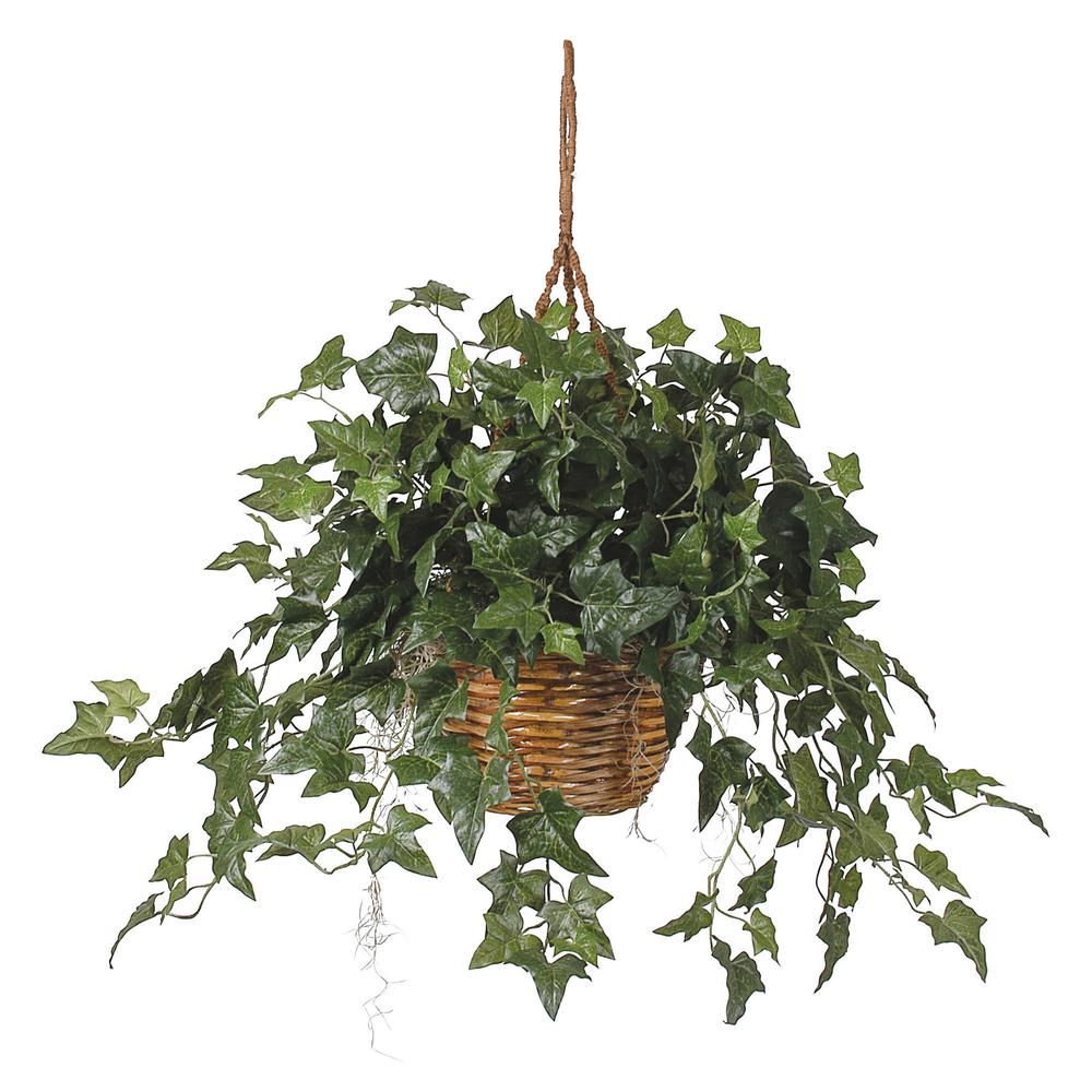 English Ivy Hanging Basket. Picture 1