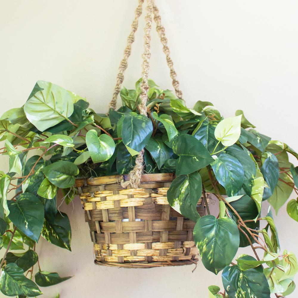 Pothos Hanging Basket Silk Plant. Picture 9