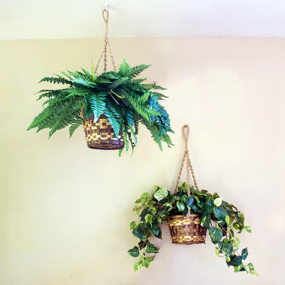 Pothos Hanging Basket Silk Plant. Picture 6