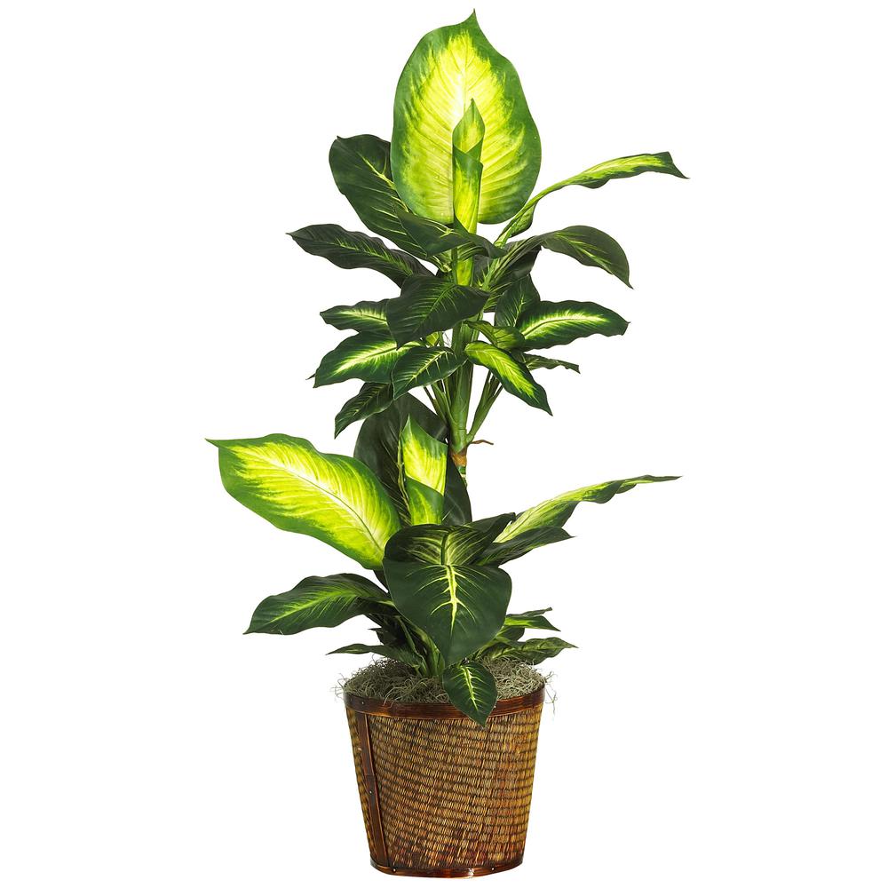 42in. Golden Dieffenbachia with Basket Silk Plant. Picture 1