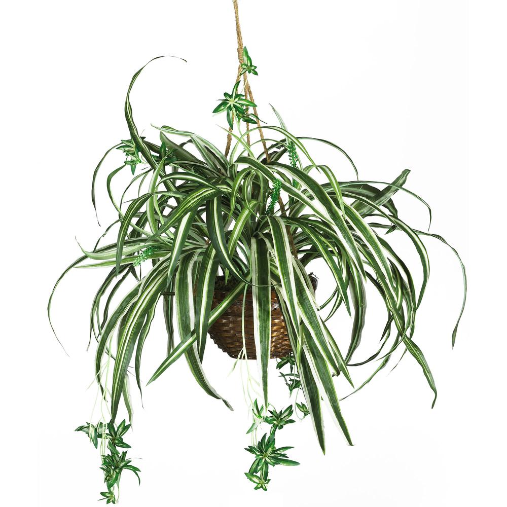 Spider Hanging Basket Silk Plant. Picture 1