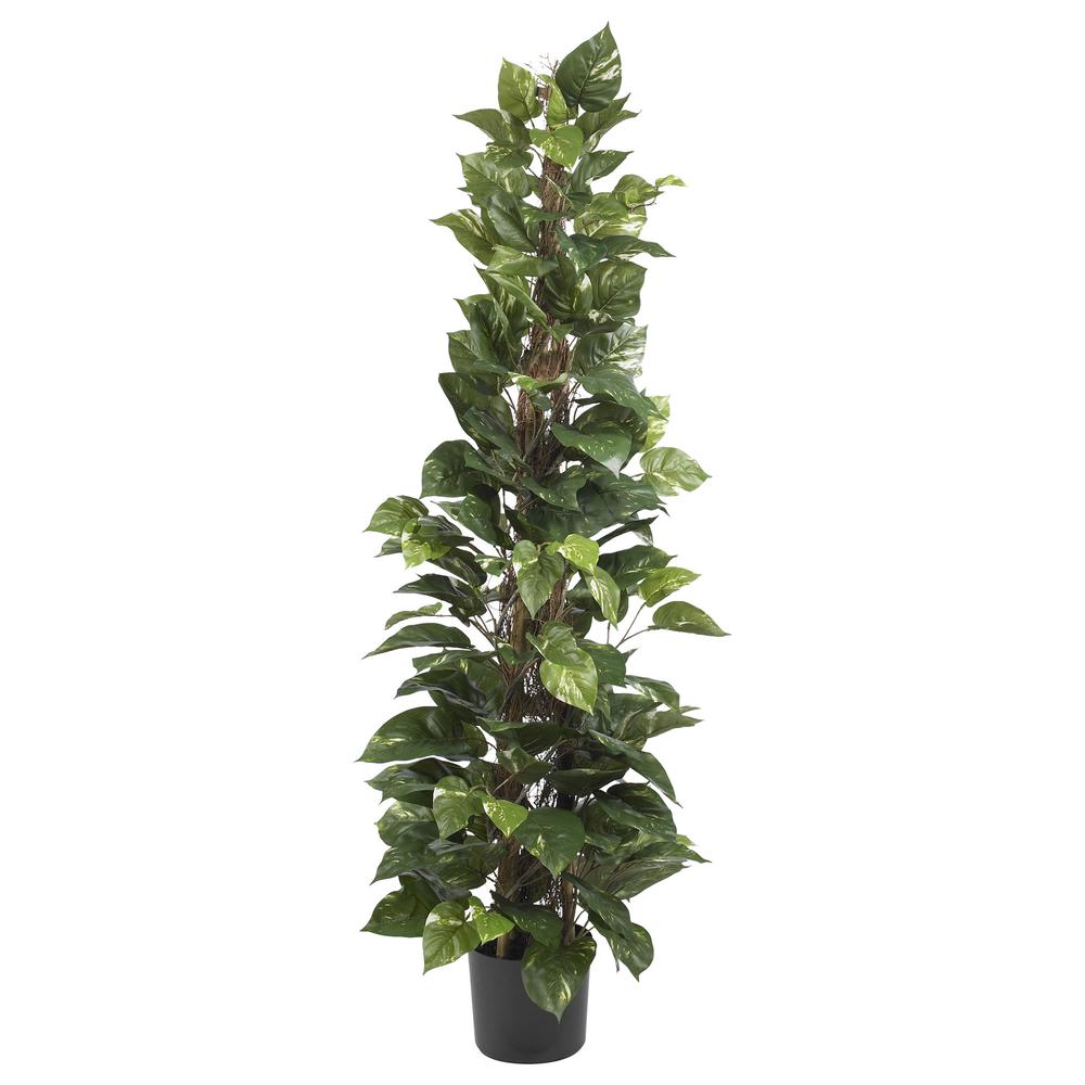 63in. Pothos Climbing Silk Plant. Picture 1