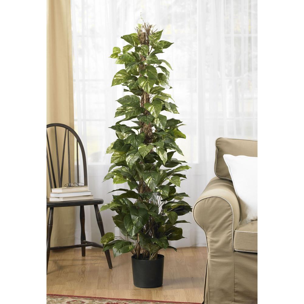 63in. Pothos Climbing Silk Plant. Picture 2