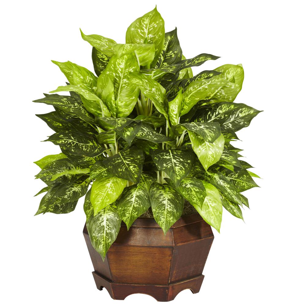 Variegated Dieffenbachia with Large Hexagon Silk Plant. Picture 1