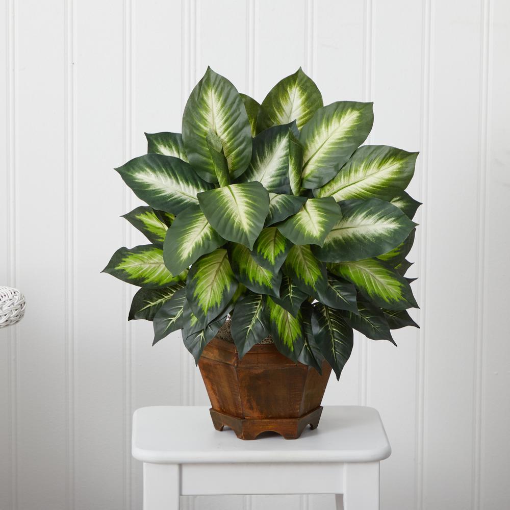 Triple Golden Dieffenbachia with Wood Vase. Picture 4