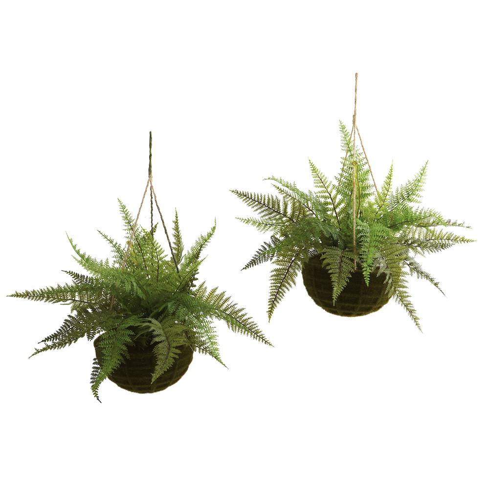 Leather Fern with Mossy Hanging Basket (Indoor/Outdoor) (Set of 2). Picture 1