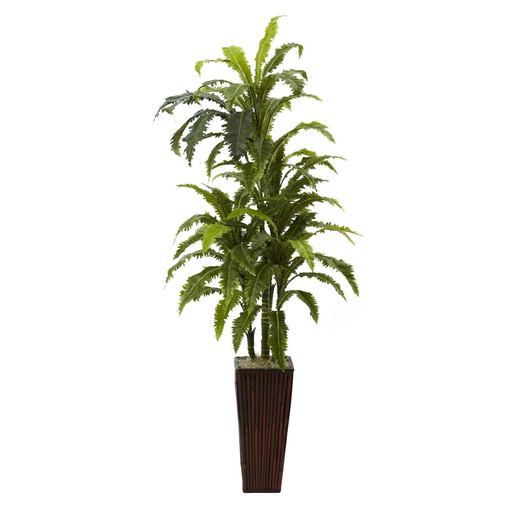 Marginata with Bamboo Planter. Picture 1