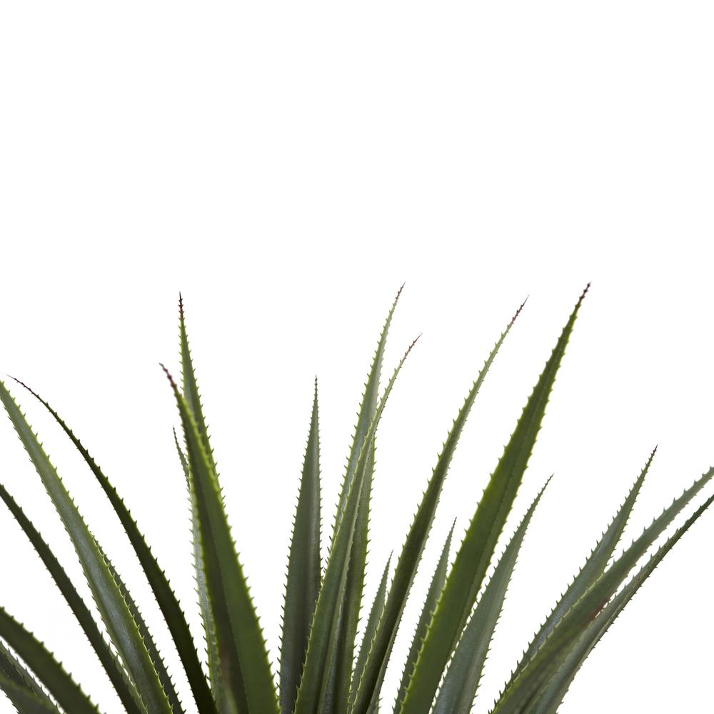 4ft. Spiked Agave Plant. Picture 4