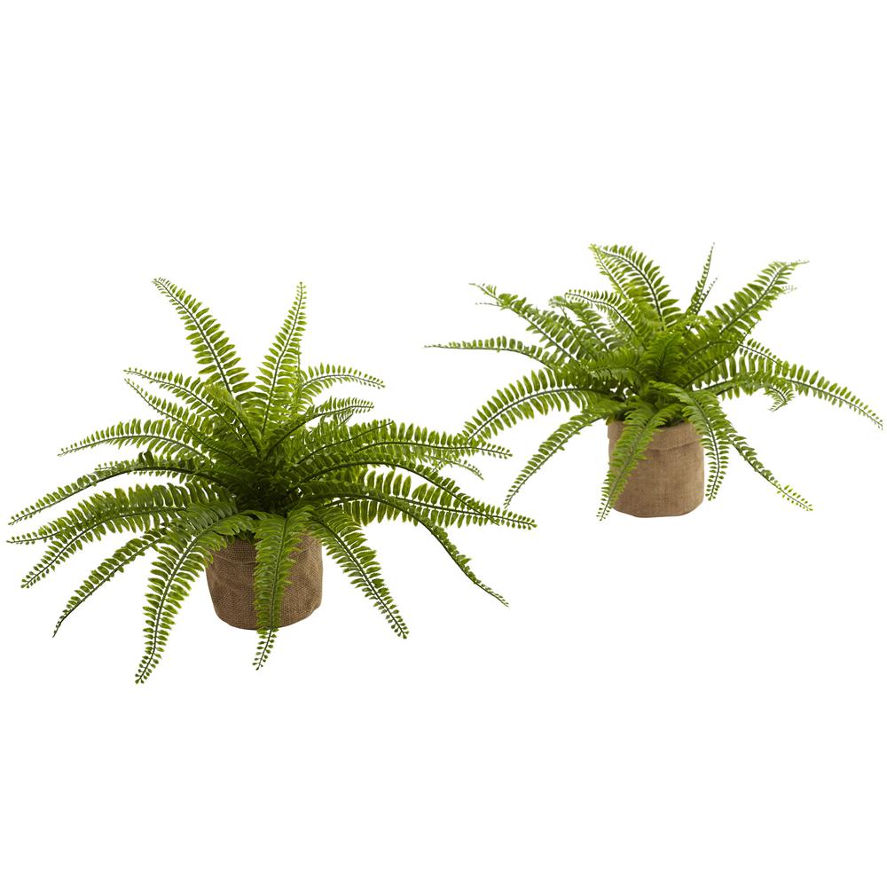 Boston Fern with Burlap Planter (Set of 2). Picture 1