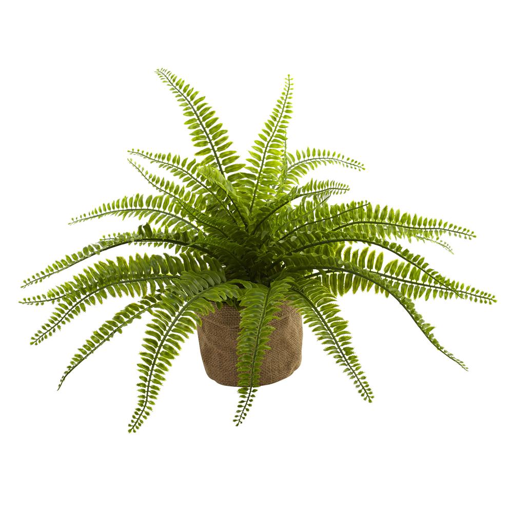 Boston Fern with Burlap Planter (Set of 2). Picture 5