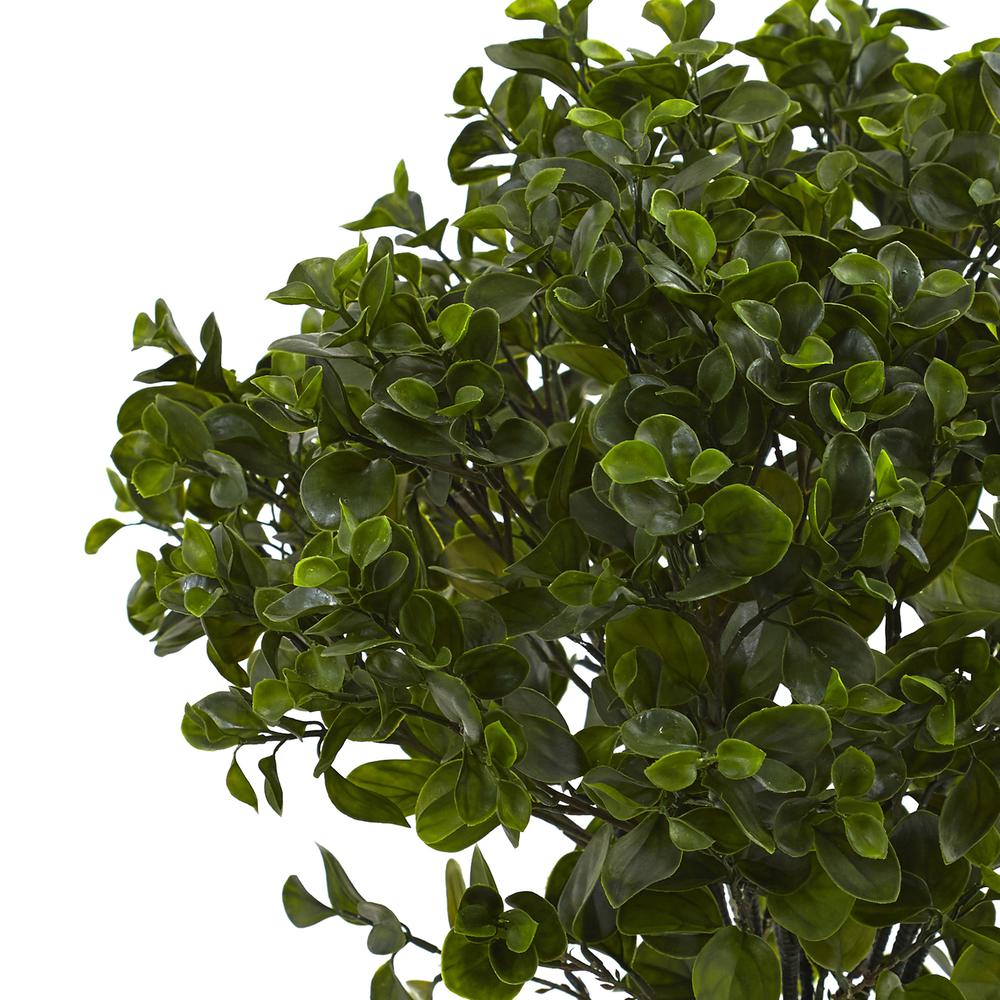 28in. Peperomia Plant UV Resistant (Indoor/Outdoor). Picture 4