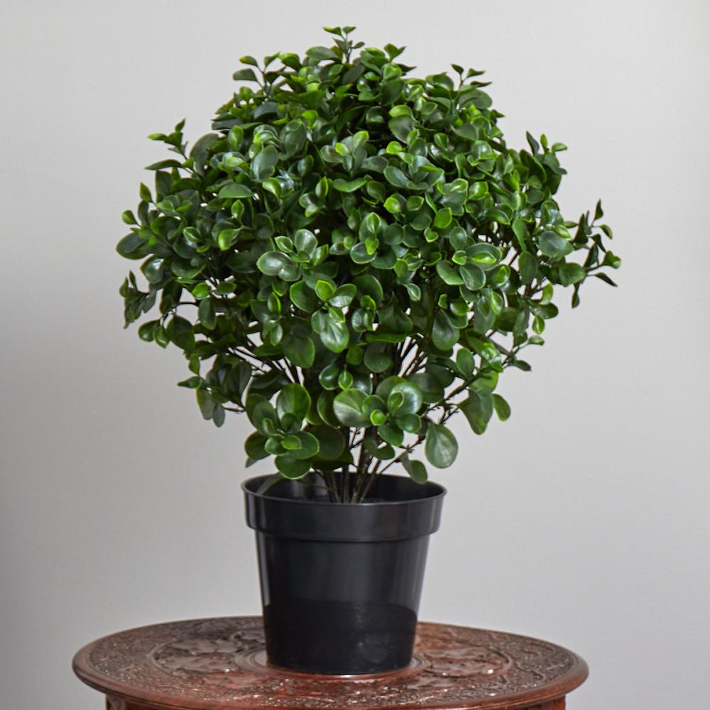 28in. Peperomia Plant UV Resistant (Indoor/Outdoor). Picture 2