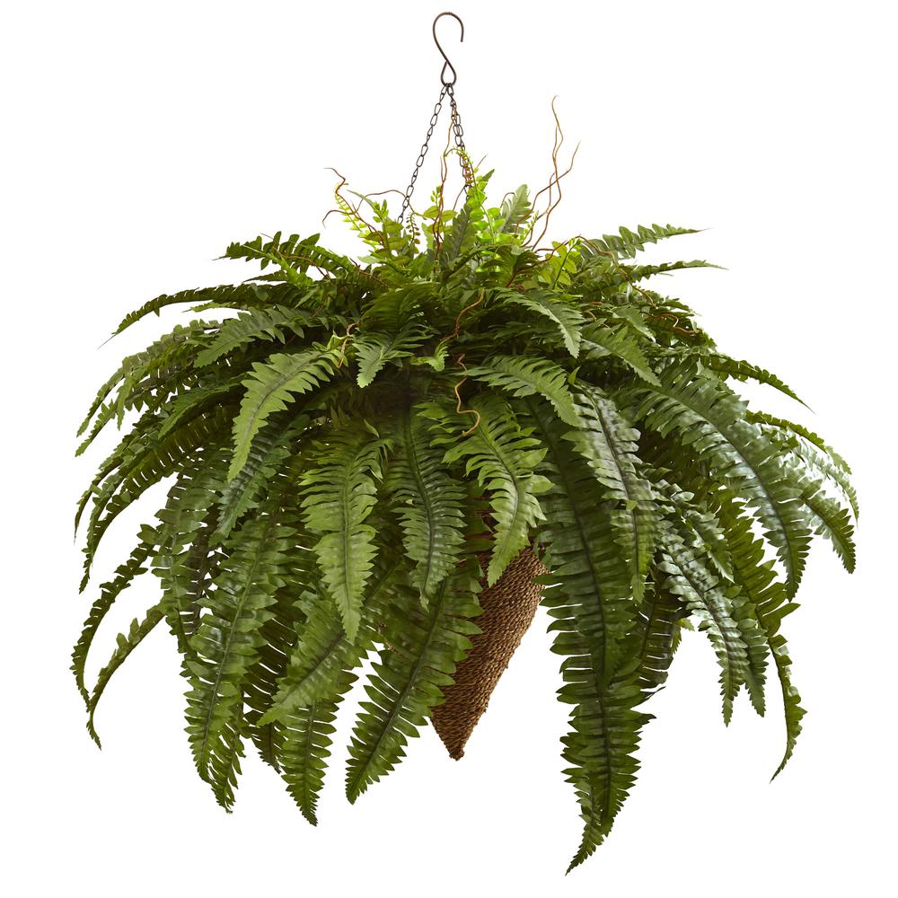 26in. Giant Boston Fern with Cone Hanging Basket. Picture 1
