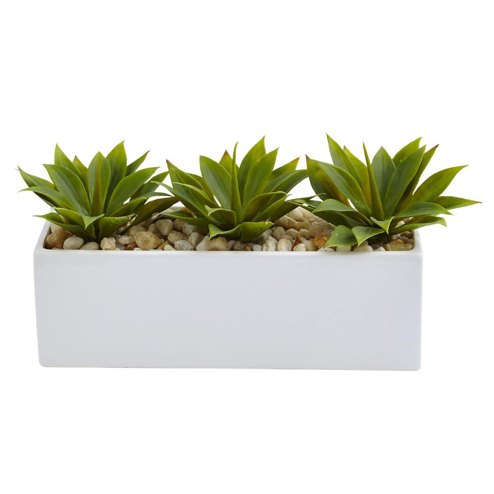 Agave Succulent in Rectangular Planter. The main picture.
