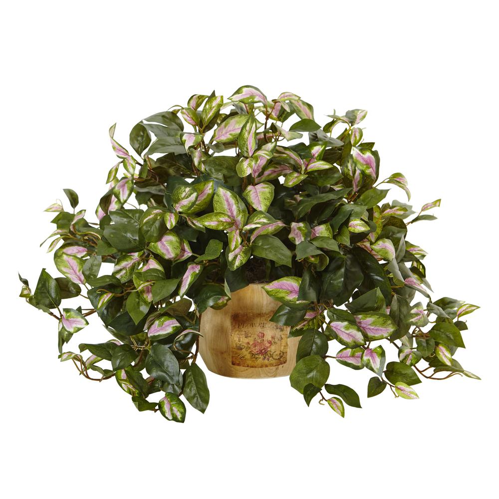 Hoya in Wooden Pot. Picture 1