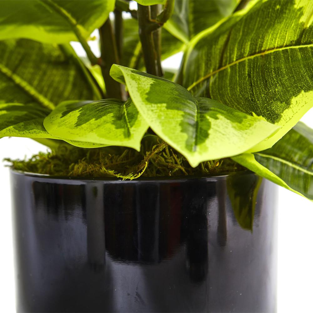 Artificial Rubber Plant in Glossy Cylinder (Real Touch). Picture 3