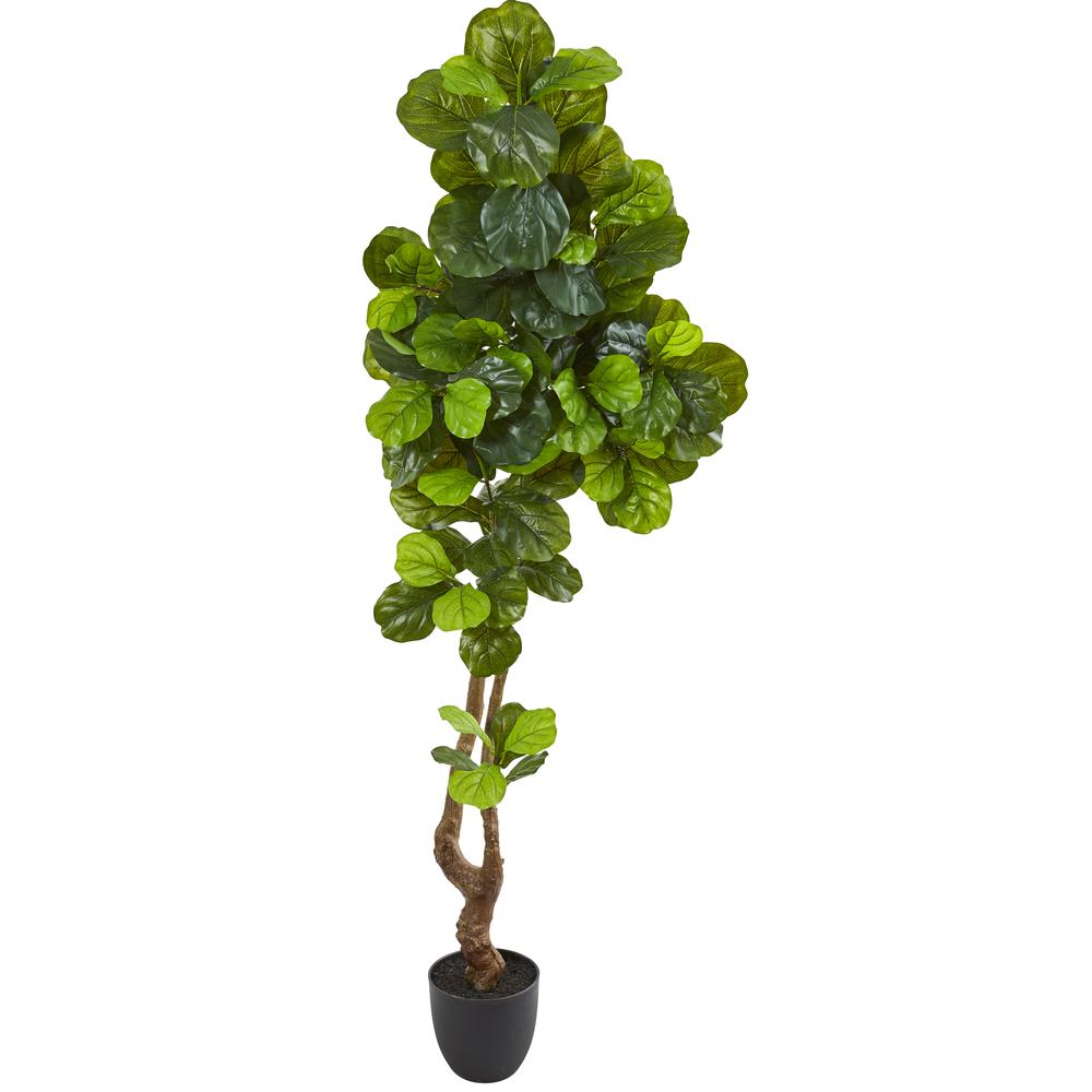 78in. Fiddle Leaf Artificial Tree (Real Touch). Picture 1
