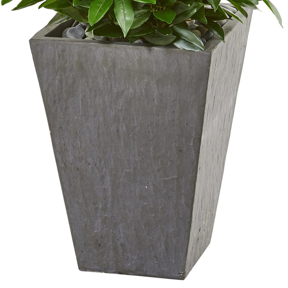 57in. Bay Leaf Cone Topiary Tree in Slate Planter UV Resistant (Indoor/Outdoor). Picture 2
