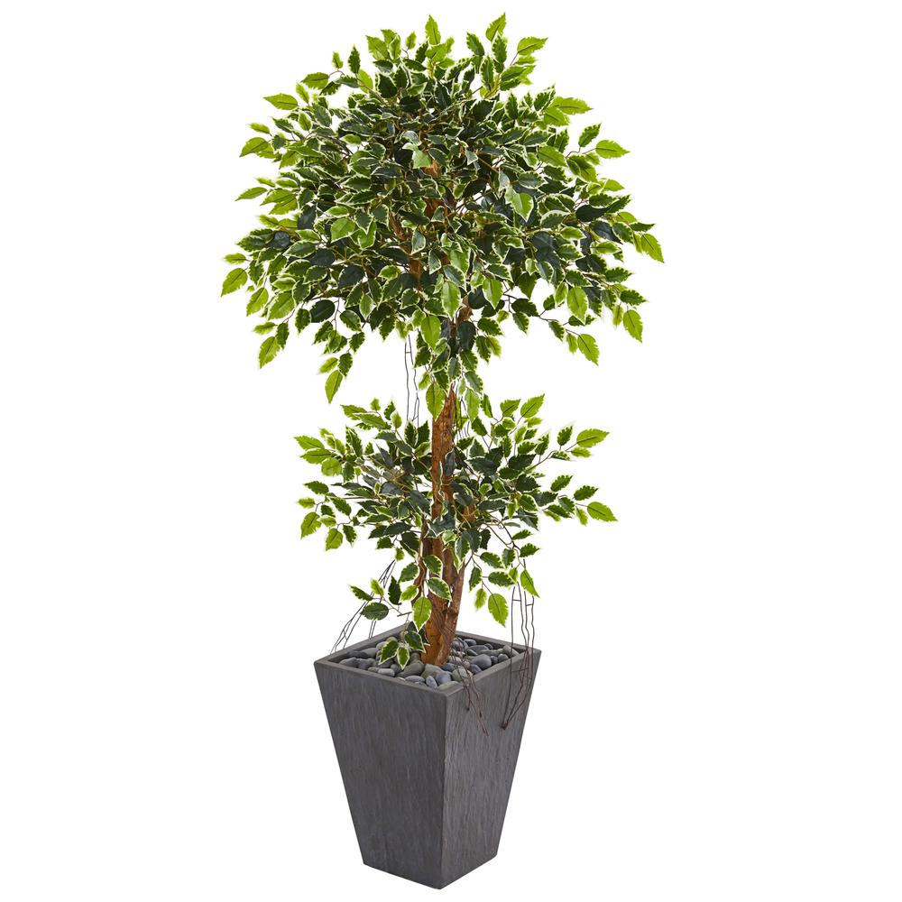 5ft. Variegated Ficus Artificial Tree in Slate Planter. Picture 1