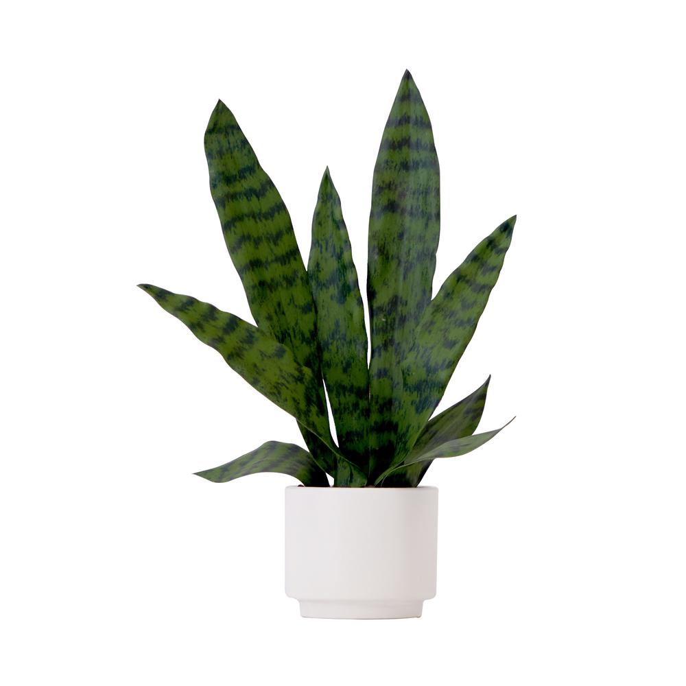 16in. Artificial Sansevieria Snake Plant with Decorative Planter. Picture 1