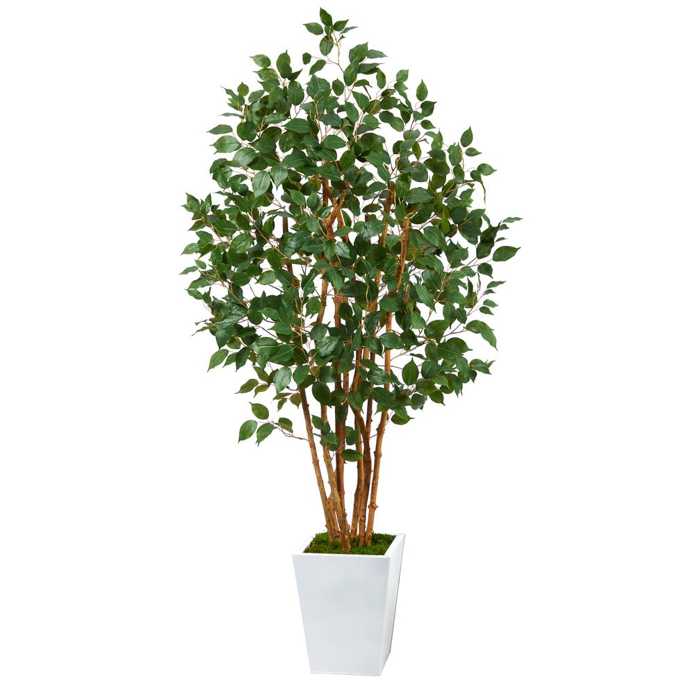 5.5ft. Ficus Bushy Artificial Tree in White Metal Planter. Picture 1