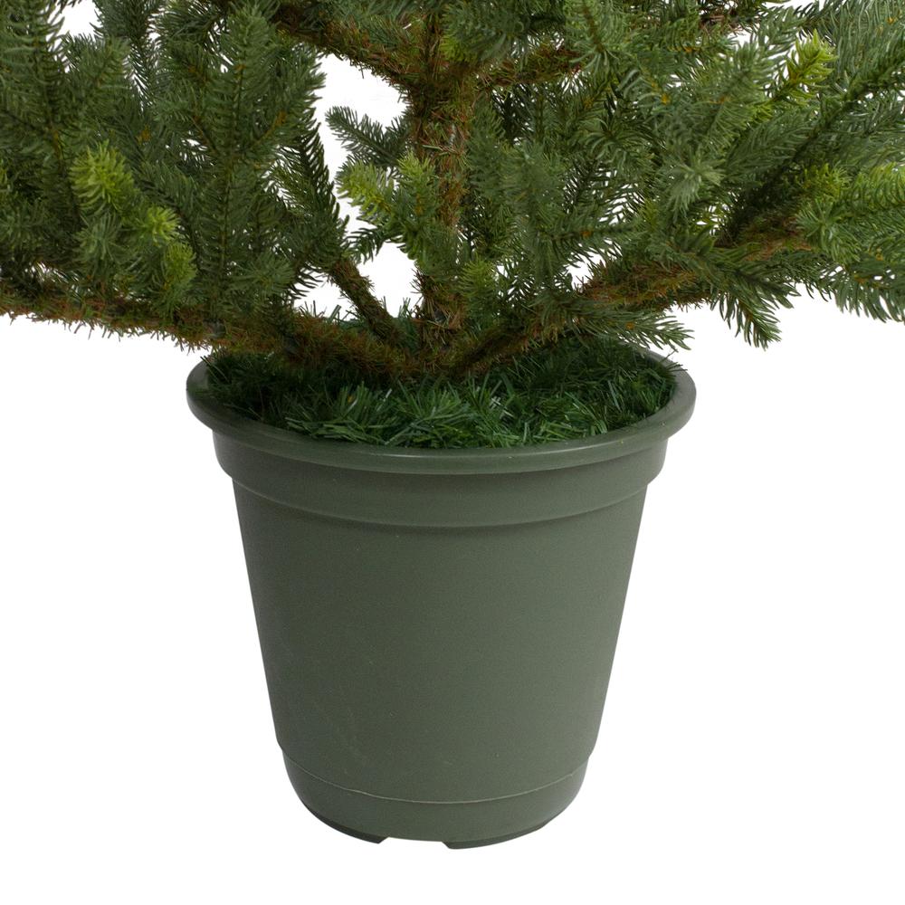 6' Potted Noble Pine Slim Artificial Christmas Tree - Unlit. Picture 5
