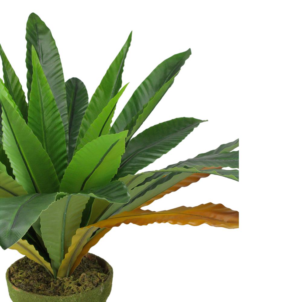 22" Potted Artificial Green and Brown Bird Nest Fern Plant. Picture 3