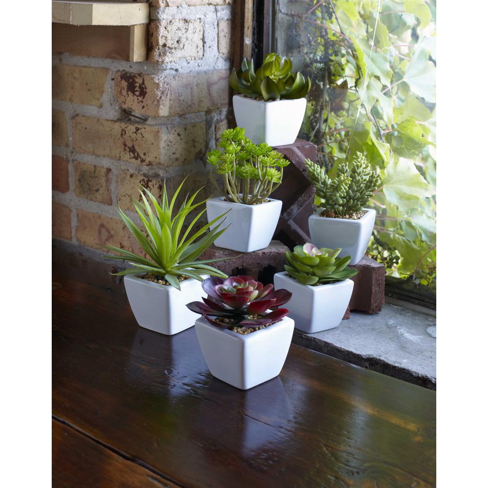 Potted Succulent (Set of 6) 7"H Ceramic/Plastic. Picture 1