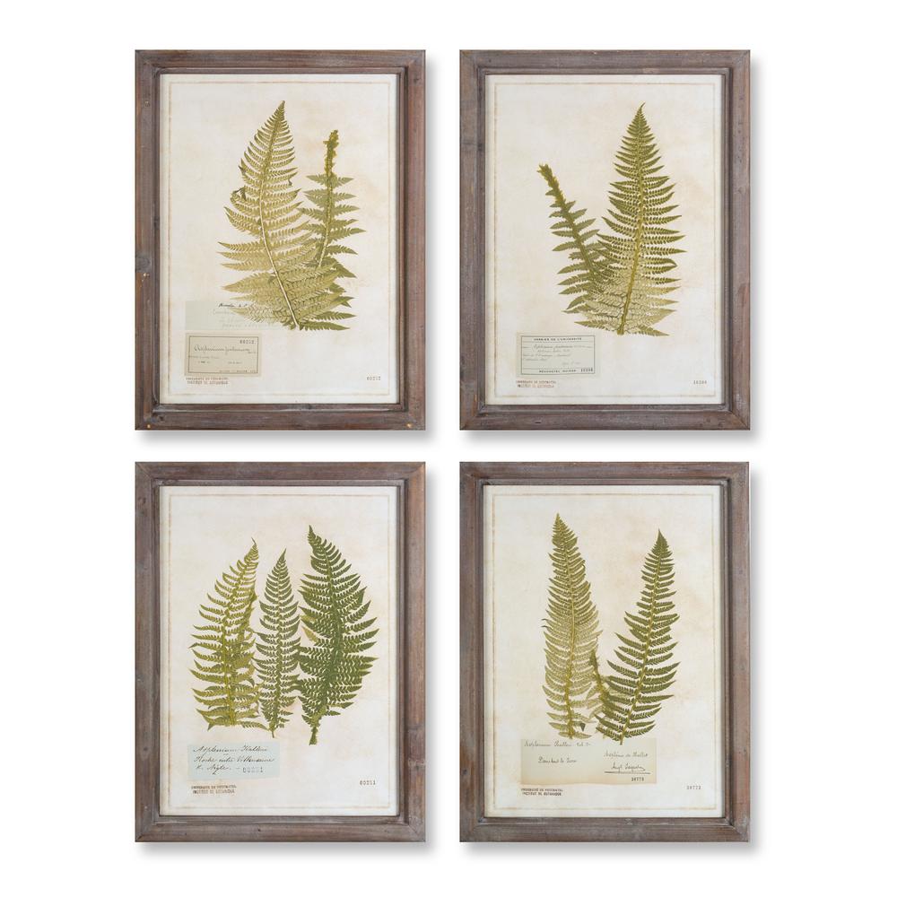 Framed Fern Print (Set of 4) 17.75" x 23.5"H Wood/Glass. Picture 1