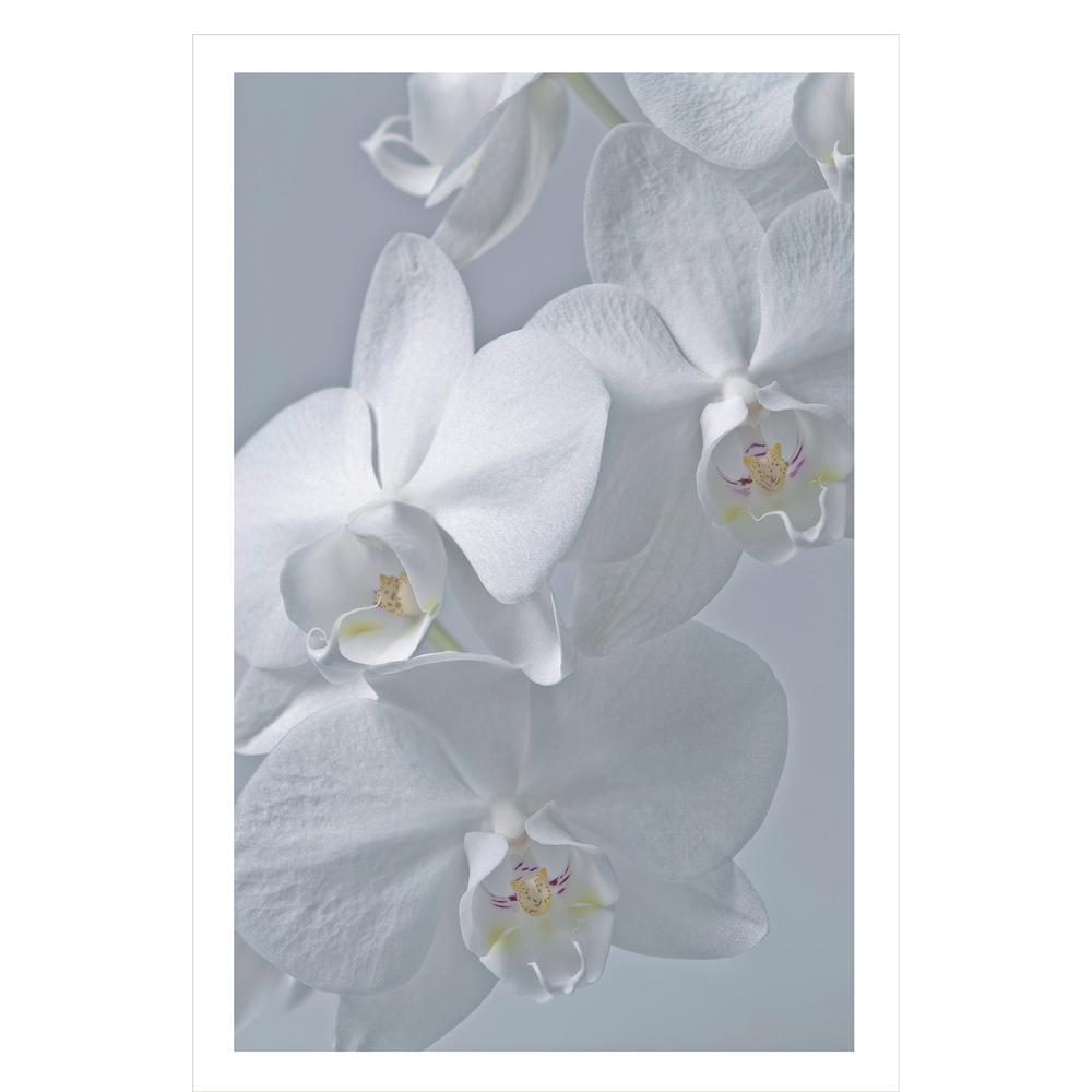 Acrylic picture of white orchid flowers in close view 60 x 40. Picture 1
