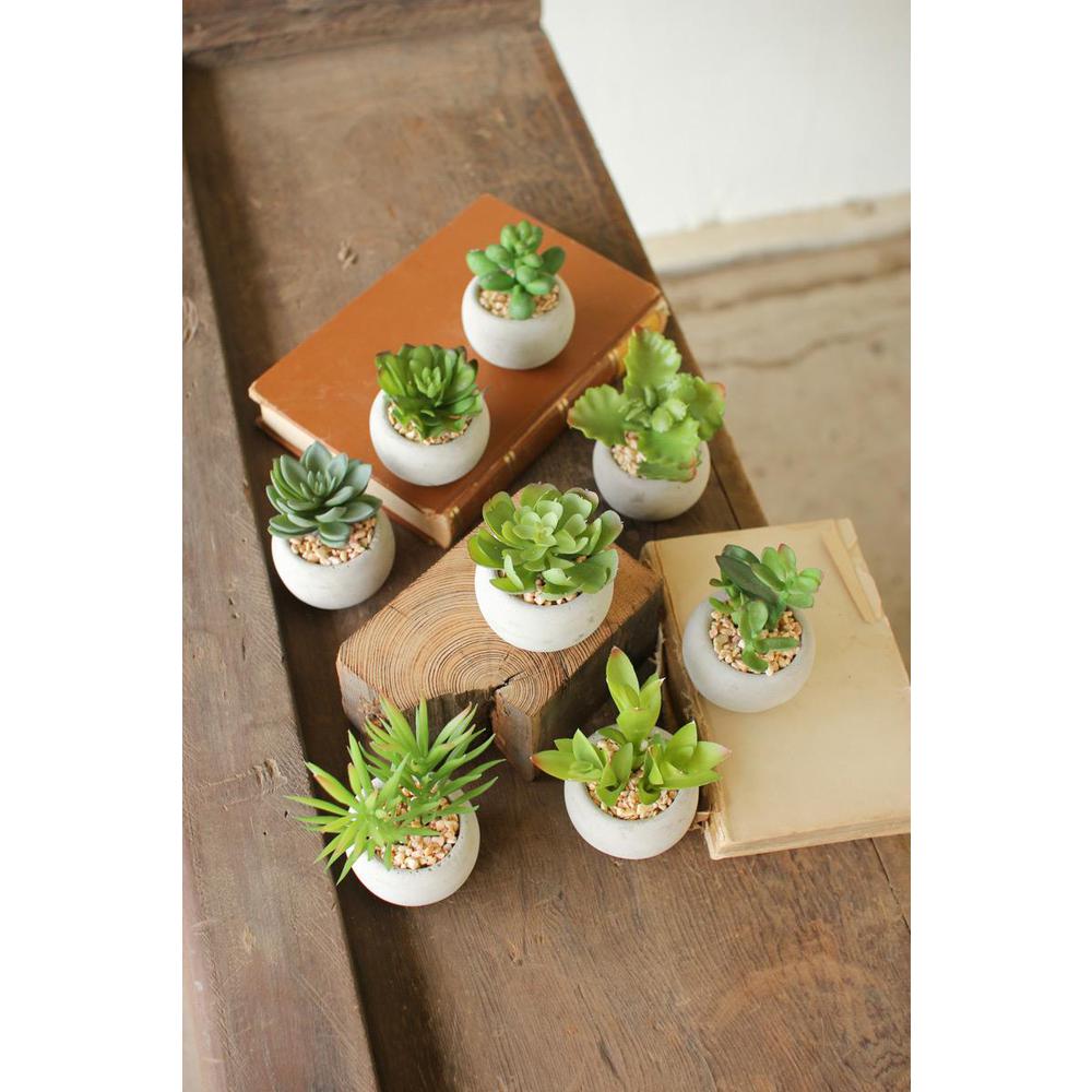 Set Of Eight Small Succulents With Round Cement Pot. Picture 2