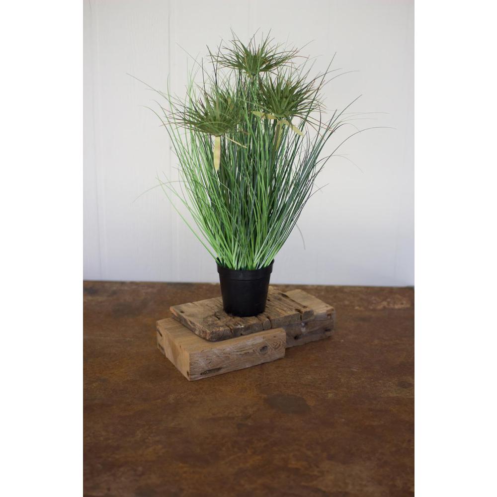 Cyprus Grass In Plastic Pot. Picture 2