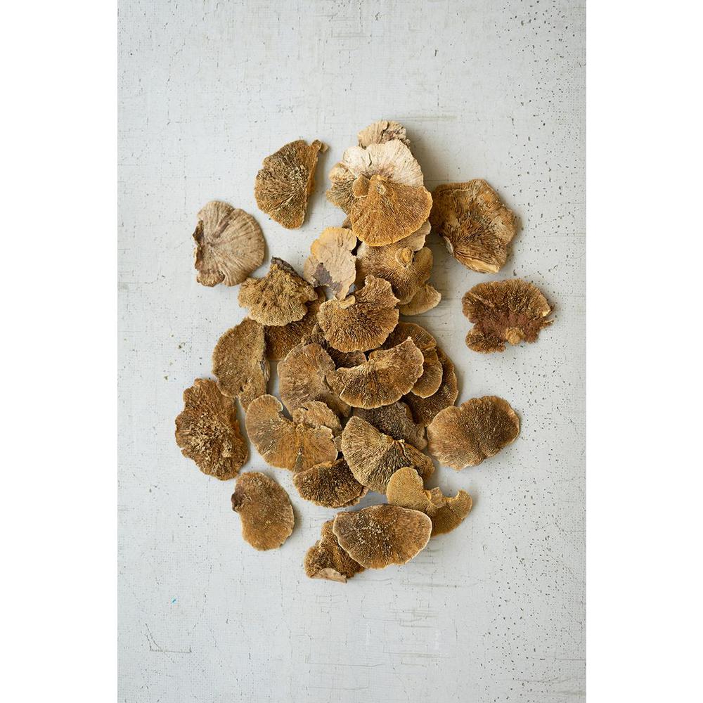 Bag Of 48 Dried Sponge Mushrooms. Picture 2