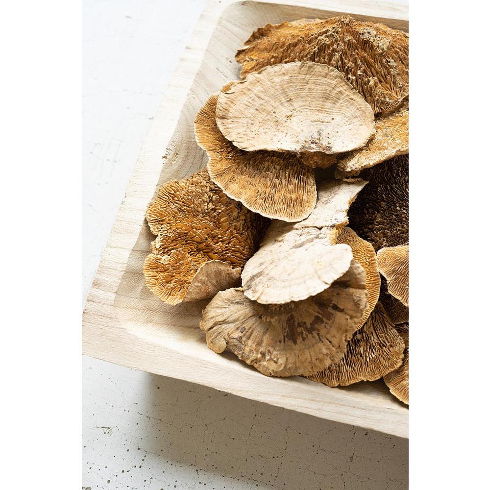 Bag Of 48 Dried Sponge Mushrooms. Picture 3