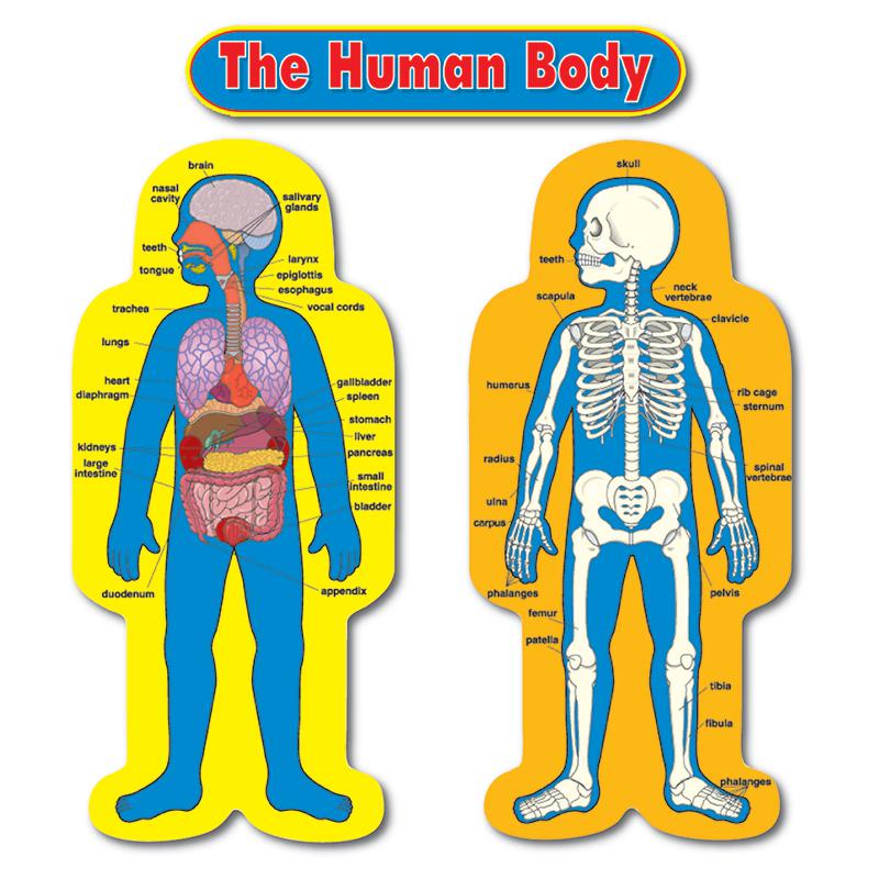 Child-Size Human Body Bulletin Board Set. Picture 2