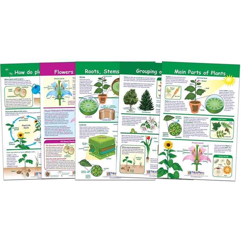 All About Plants Bulletin Board Charts, Set of 5. Picture 2