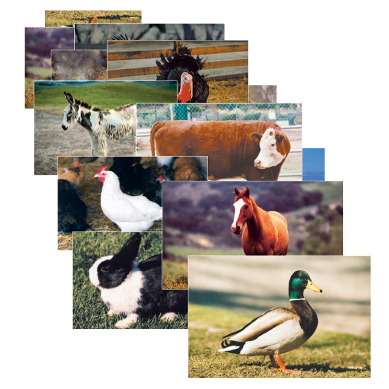 Farm Animal Real Life Learning Poster Set, Set of 10. Picture 2