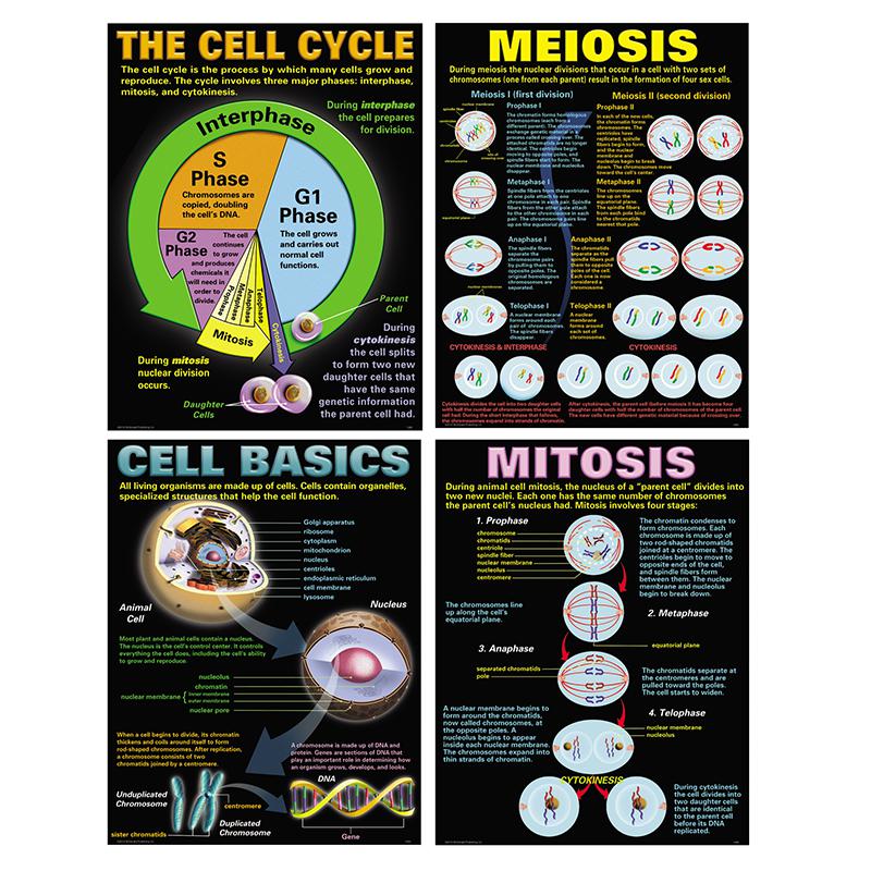 CELLS TEACHING POSTER SET. Picture 1