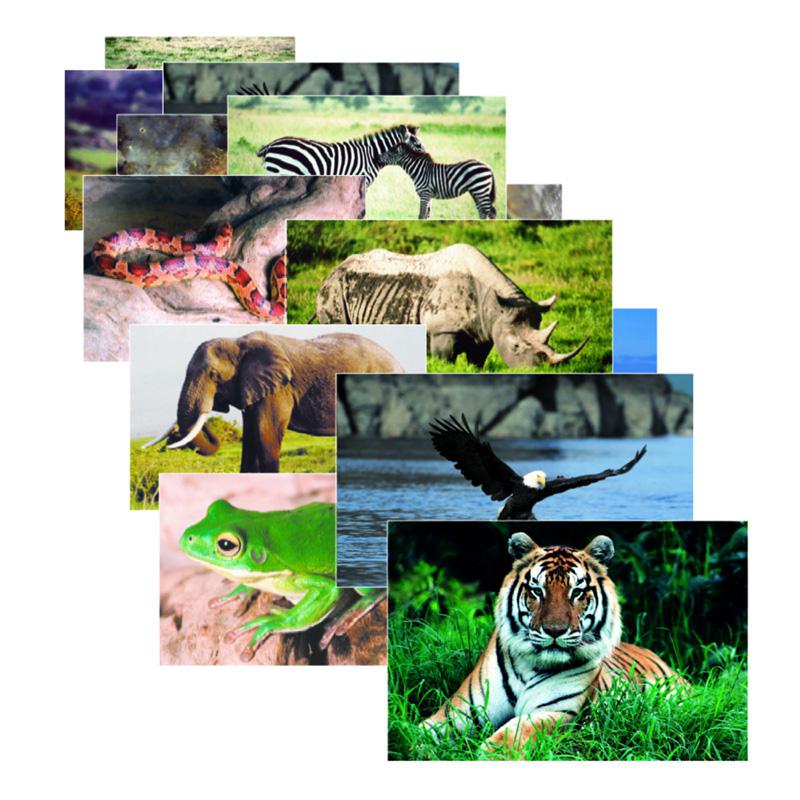 WILD ANIMAL POSTER SET SET OF 10. The main picture.