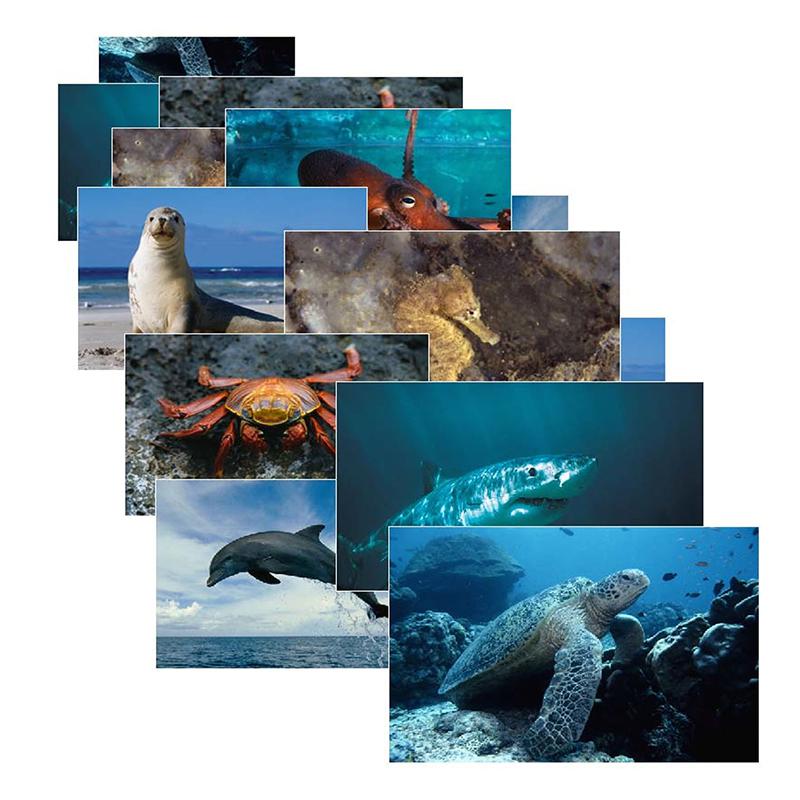 SEA LIFE 14 POSTER CARDS. Picture 1