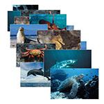 SEA LIFE 14 POSTER CARDS. Picture 2