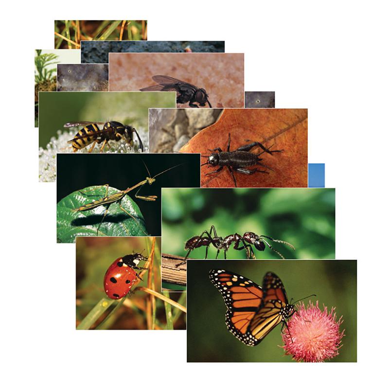 INSECTS 14 POSTER CARDS. Picture 1