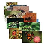 INSECTS 14 POSTER CARDS. Picture 2