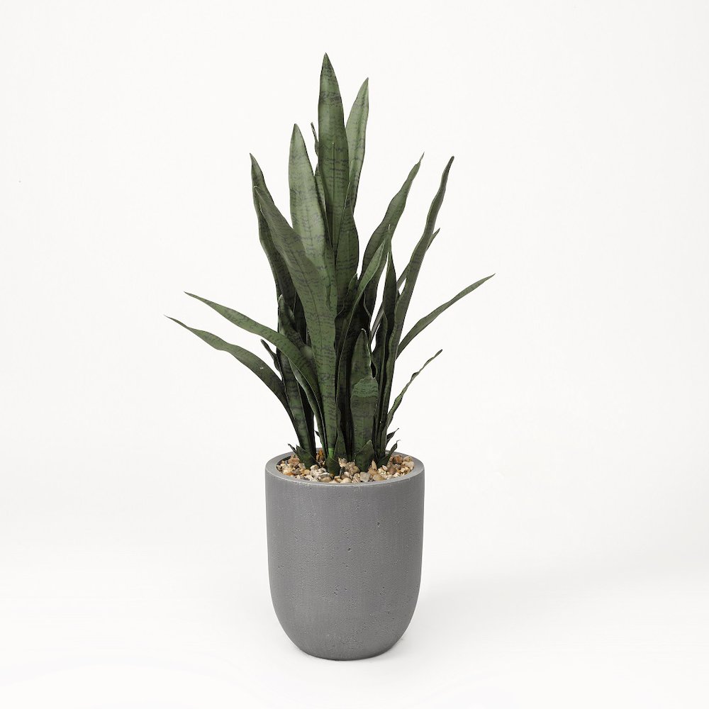 Sansevieria Plant in Round Grey Planter. Picture 1