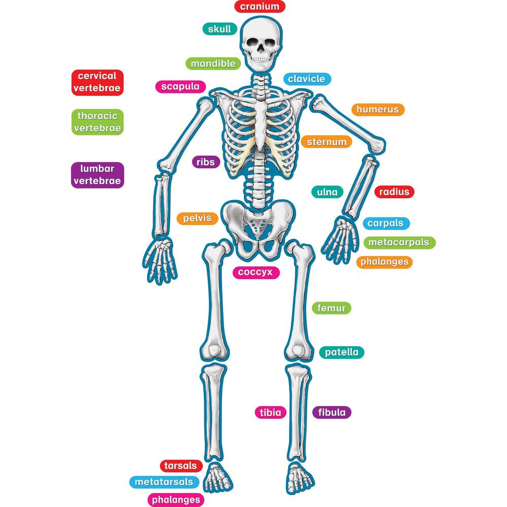 Teacher Created Resources Human Skeleton Accents - Theme/Subject: Learning - Skill Learning: Anatomy - 40 Pieces - 5-17 Year - 1 / Set. Picture 1