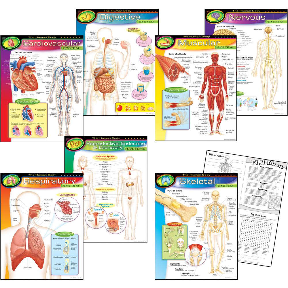 Trend The Human Body Chart Pack - Theme/Subject: Learning - 10-14 Year - 7 / Pack. Picture 2