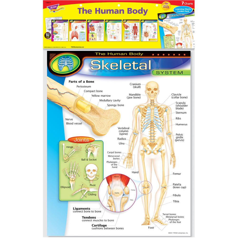 Trend The Human Body Chart Pack - Theme/Subject: Learning - 10-14 Year - 7 / Pack. Picture 3