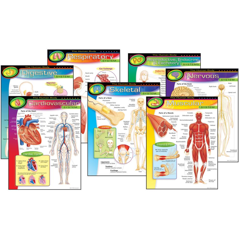 Trend The Human Body Chart Pack - Theme/Subject: Learning - 10-14 Year - 7 / Pack. Picture 4