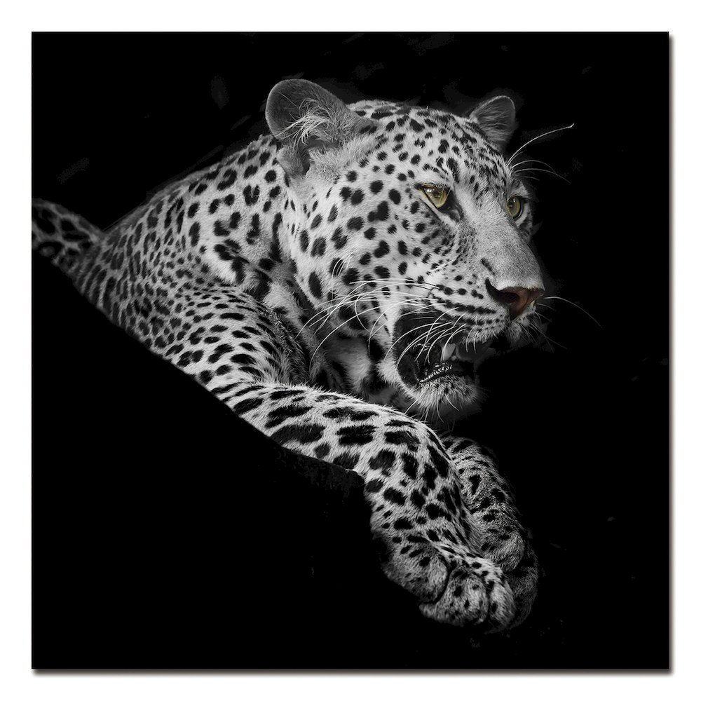 Black and White Leopard Portrait. Picture 1